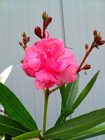 Oleander pełny różowy.jpg