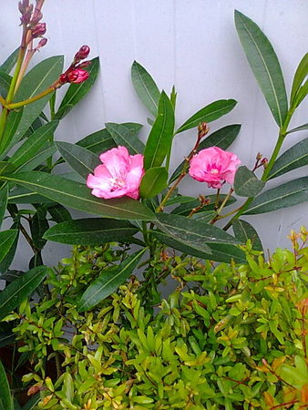 Oleander różowy.jpg