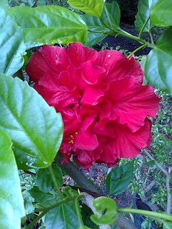 Hibiskus...ketmia.jpg