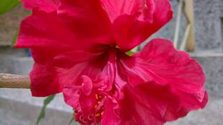 hibiskus.png