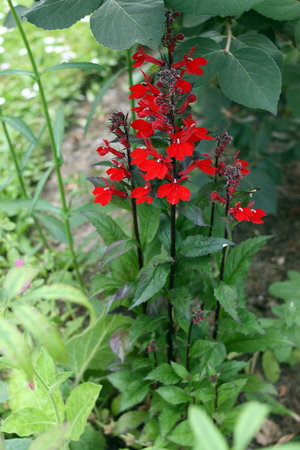 penstemon.jpg