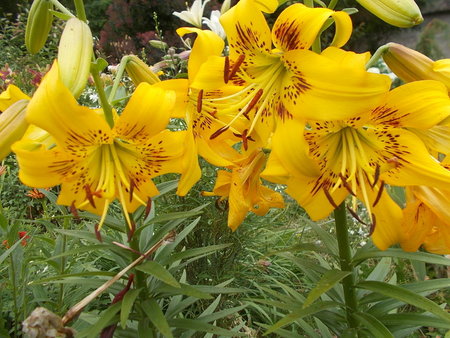 lilia azjatycka Yellow Bruse.JPG