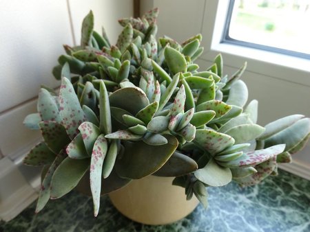 Crassula.jpg