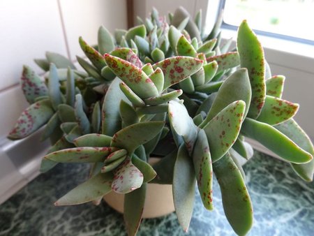 Crassula Falcata.JPG