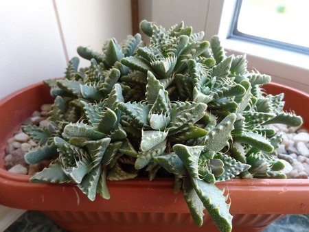 Faucaria.jpg