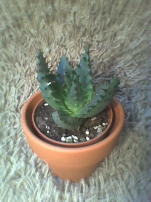 Aloes mini 2.jpg