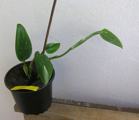 monstera stadleyana variegata.jpeg