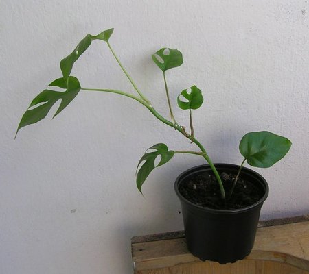 monstera minima.jpeg