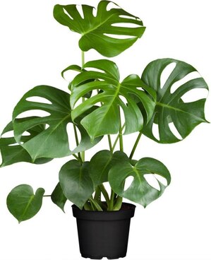 Monstera deliciosa.jpg