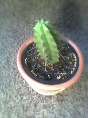 kaktus 3.jpg