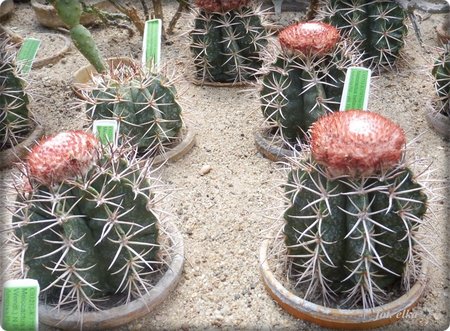 melocactus.JPG