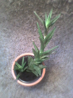 Aloes drzewiasty 2.jpg