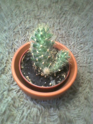 kaktus 6.jpg