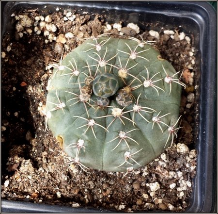 Gymnocalycium..jpg