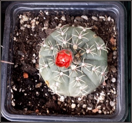 Gymnocalycium.jpg