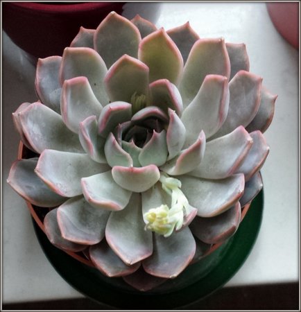 Echeveria 'Asante Sana'.jpg