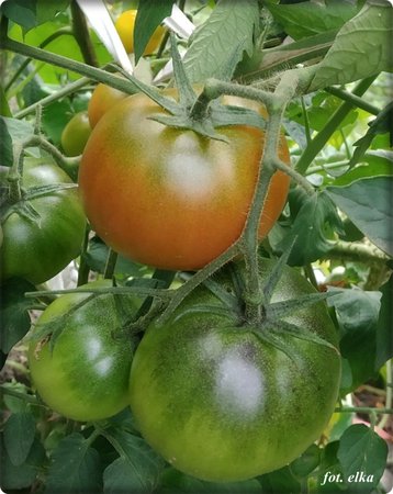 black krim.jpg