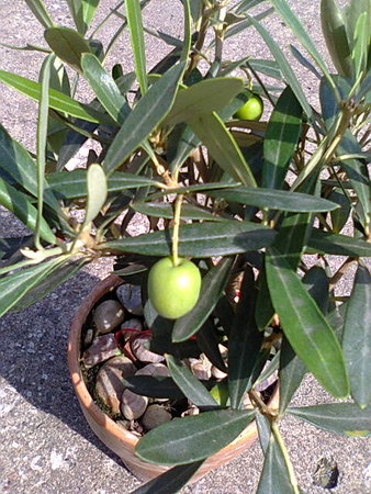 Oliwka europejska (Olea europaea) owoc na drzewku.jpg