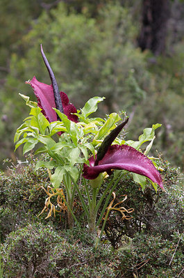 Dracunculus vulgaris.jpg