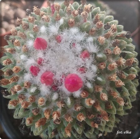 Mammillaria polythele var. nudum.jpg