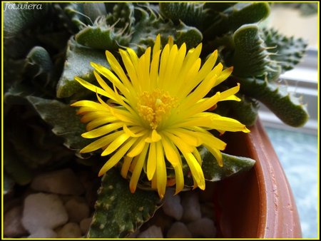 Faucaria tuberculosa.jpg