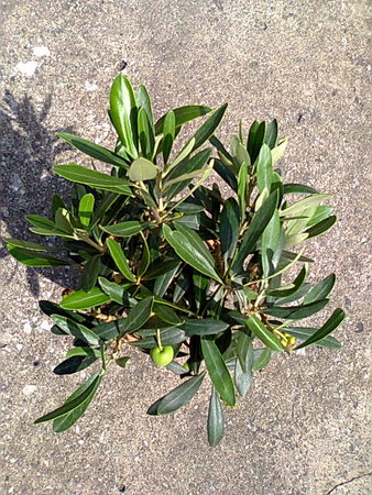 Oliwka europejska (Olea europaea) góra drzewka.jpg