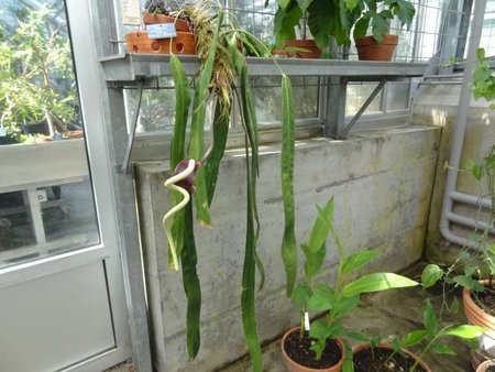 anthurium.JPG