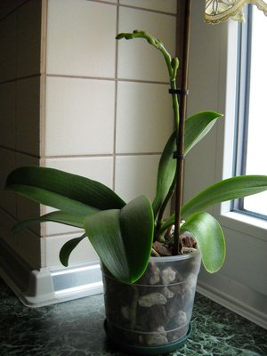 1.Phalaenopsis.jpg