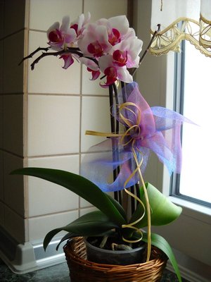 2.Phalaenopsis.jpg