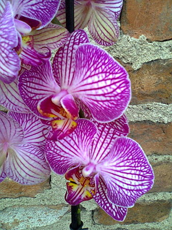 Falenopsis – Phalaenopsis 1 kwiat z bliska.jpg