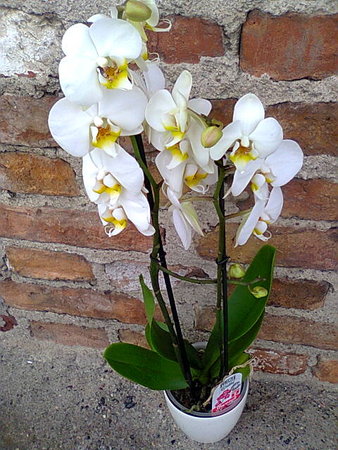 Falenopsis – Phalaenopsis 2.jpg