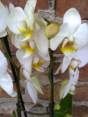 Falenopsis – Phalaenopsis 2 kwiat z bliska.jpg