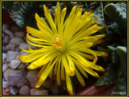 Faucaria tuberculosa.jpg