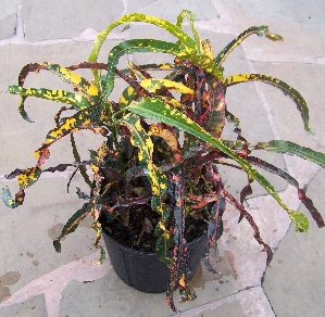 Dreadlock Croton.jpg