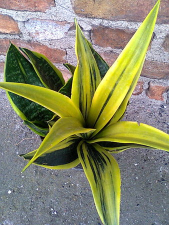 Sansewieria trifasciata gold flame.jpg