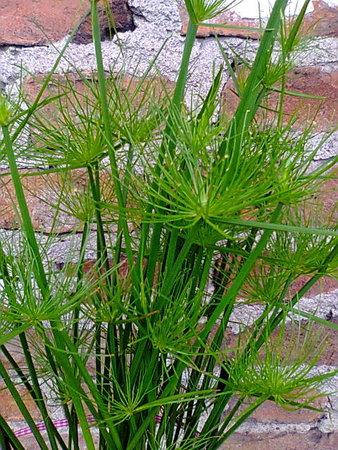 Papirus cyperus haspan parasolki.jpg
