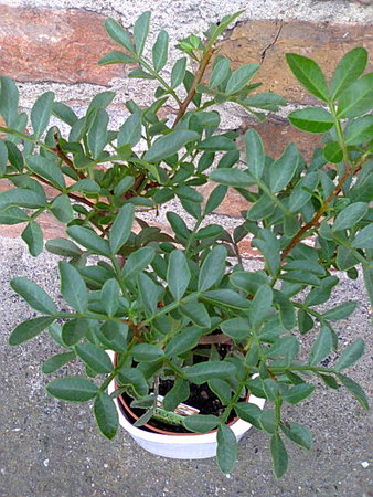 Pistacja kleista-Pistacia lenticus korona.jpg