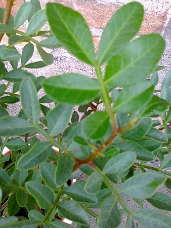 Pistacja kleista-Pistacia lenticus liście.jpg