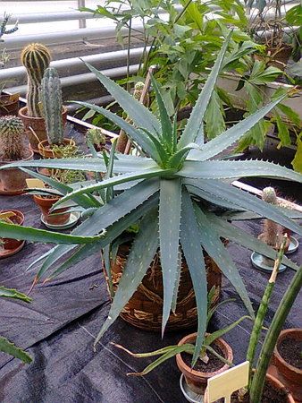 Aloes w pracy.jpg