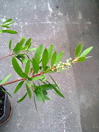 Kuflik cytrynowy-Callistemon-zawiązał się pąk kwiatowy citrinus szczotki do butelek.jpg