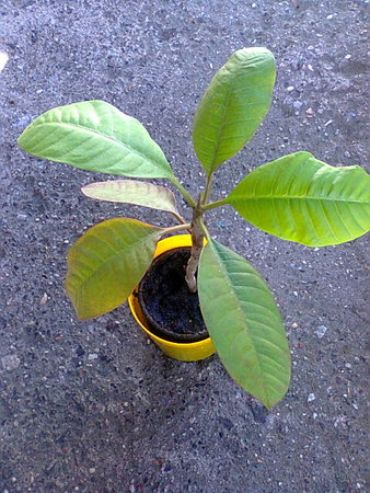 Plumeria podrosła.jpg