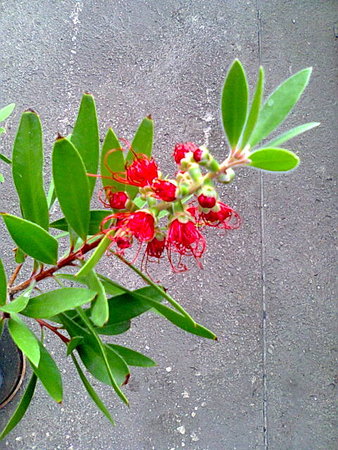 Kuflik cytrynowy Callistemon citrinus szczotki do butelek.jpg