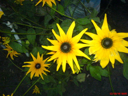 rudbekia..JPG