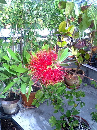 Kuflik cytrynowy -Callistemon citrinus teraz kwitnie.jpg