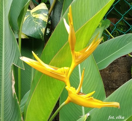 helikonia.jpg