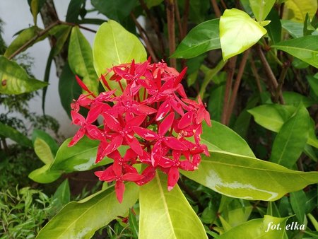 ixora.jpg