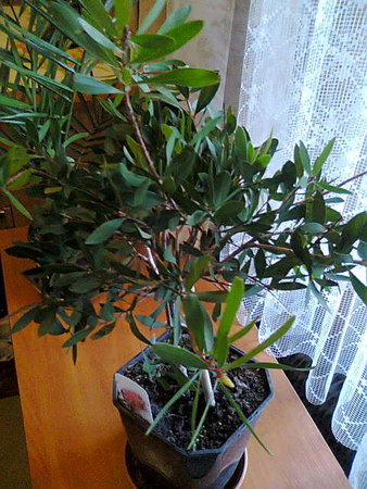 Drzewko Kuflik cytrynowy-Callistemon citrinus.jpg