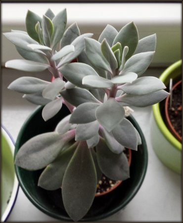 Senecio grantii-04.jpg