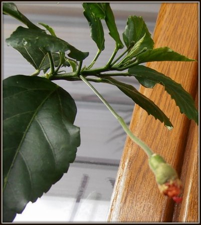 Hibiskus Schizopetalus-.JPG