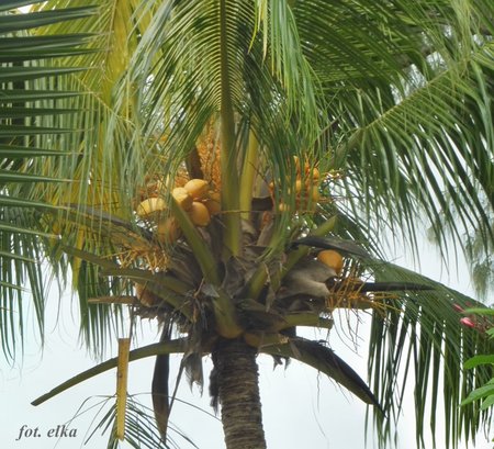 palma kokosowa.JPG